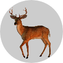 Badge_Deer.png